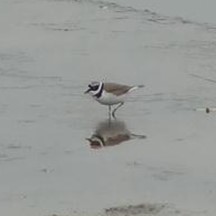 Charadrius dubius