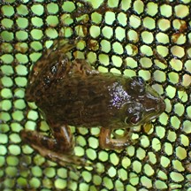 Hoplobatrachus rugulosus