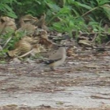 Eophona migratoria