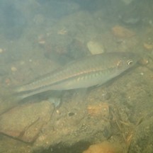Rasbora steineri