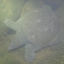 Pelodiscus sinensis