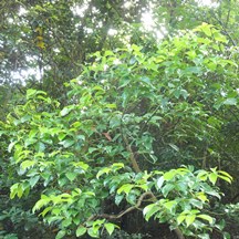 Cinnamomum parthenoxylon