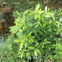 Cleistocalyx nervosum