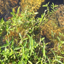 Commelina communis
