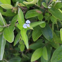 Commelina diffusa