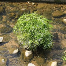 Cyperus involucratus
