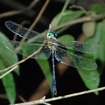 Idionyx victor (Larva)