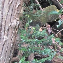 Diospyros vaccinioides