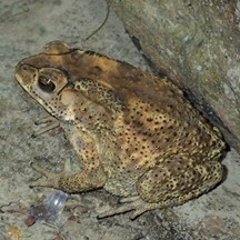 Duttaphrynus melanostictus