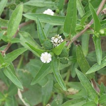 Eclipta prostrata