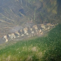 Eleotris oxycephala
