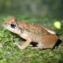 Eleutherodactylus planirostris