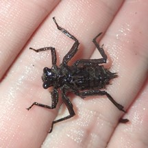 Zygonyx iris (Larva)