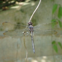 彩虹蜻