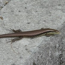 Eutropis longicaudata