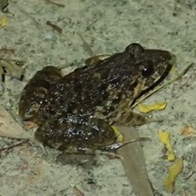 Fejervarya limnocharis
