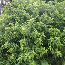 Ficus hispida