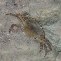 Cryptopotamon anacoluthon