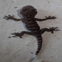 Gekko chinensis