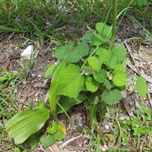 Geodorum densiflorum