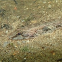 Glossogobius giuris