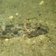 Glossogobius olivaceus