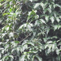 Gnetum luofuense