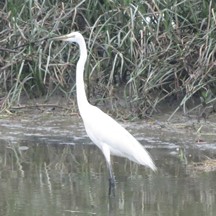 Ardea alba