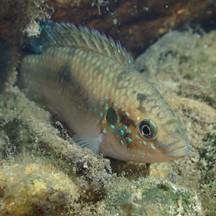 Hemichromis stellifer