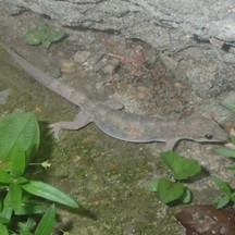 Hemidactylus bowringii