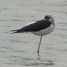 Himantopus himantopus