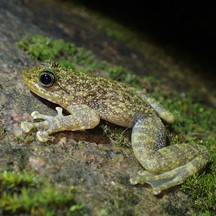 Amolops hongkongensis