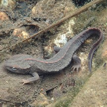 Paramesotriton hongkongensis