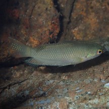 Macropodus hongkongensis