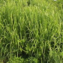 丝茅