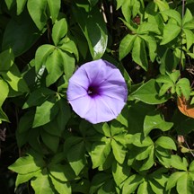 Ipomoea cairica