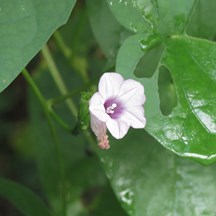Ipomoea triloba