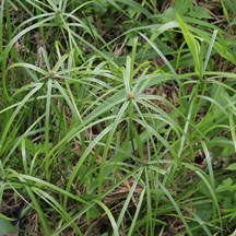 香根水蜈蚣