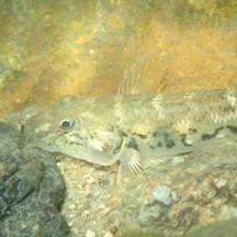 Awaous melanocephalus