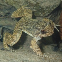 Quasipaa exilispinosa