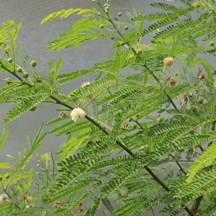 Leucaena leucocephala