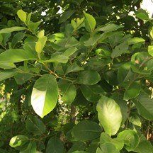 Litsea monopetala