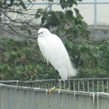 Egretta garzetta