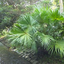 Livistona chinensis