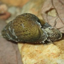 Melanoides tuberculata