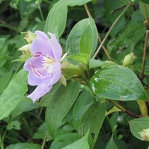 Melastoma malabathricum