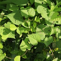 Merremia hederacea