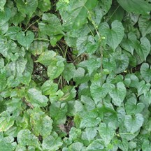Mikania micrantha