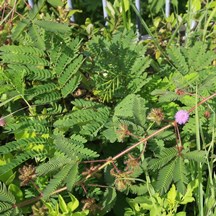 Mimosa pudica