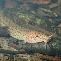 Misgurnus anguillicaudatus
